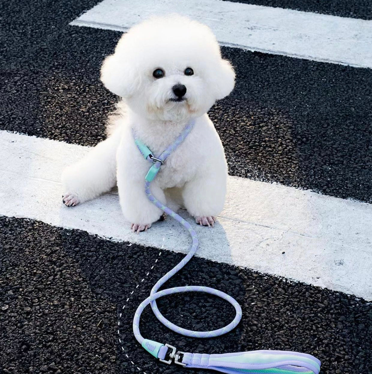 Gummy Colour Dog Training Leash