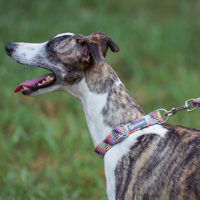 Flowing Light Series Dog Collar and Leash Set, 4 Colours Available